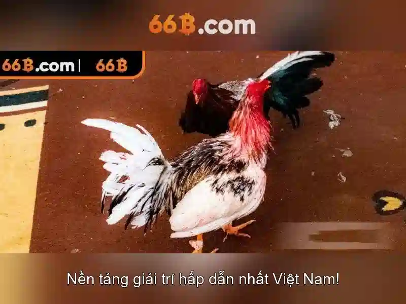 Sản phẩm và dịch vụ cốt lõi của 66b hạ long